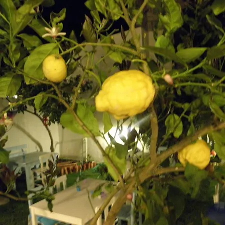 Sakiz Ev 阿拉恰特